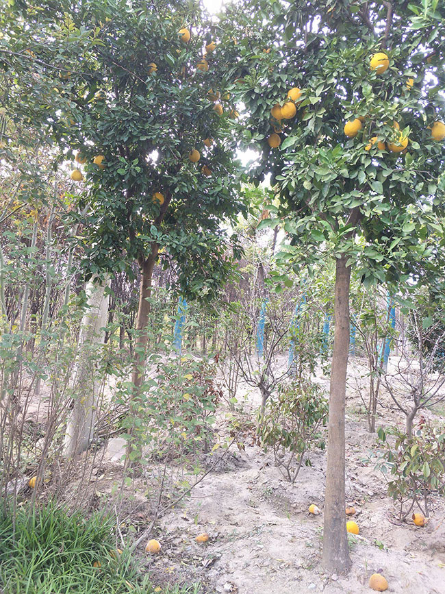 香橼树的种植前景如何?2020年香橼种植行情