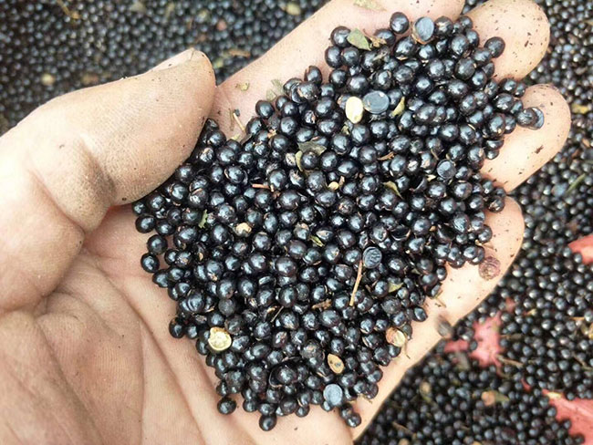 种100亩花椒投资多少钱?花椒种植市场饱和了吗?