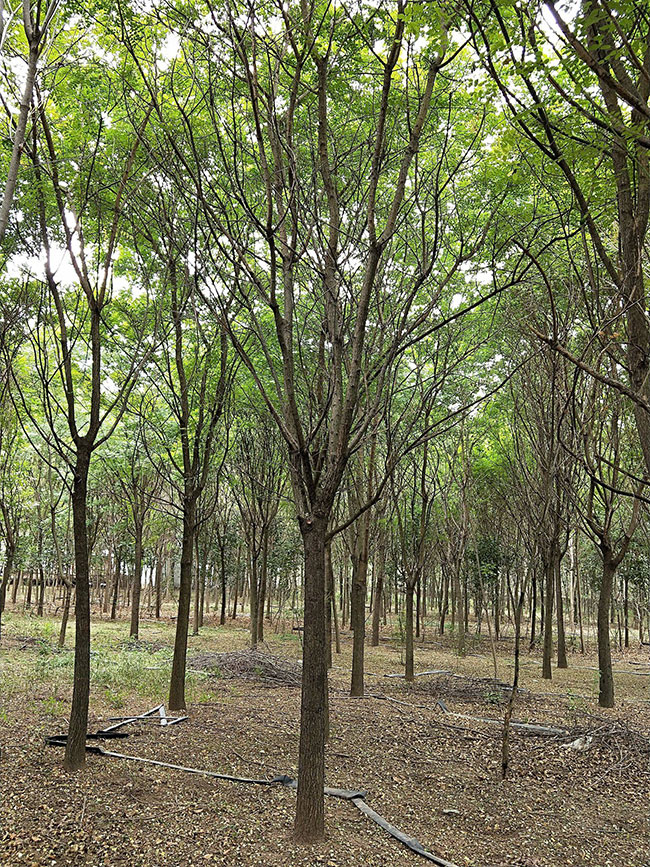 现在栽什么树有前景?什么树长得快又值钱?