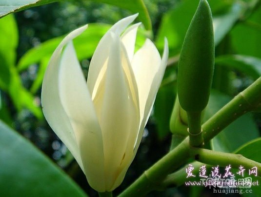 白兰花叶子发黄怎么办 五招解决