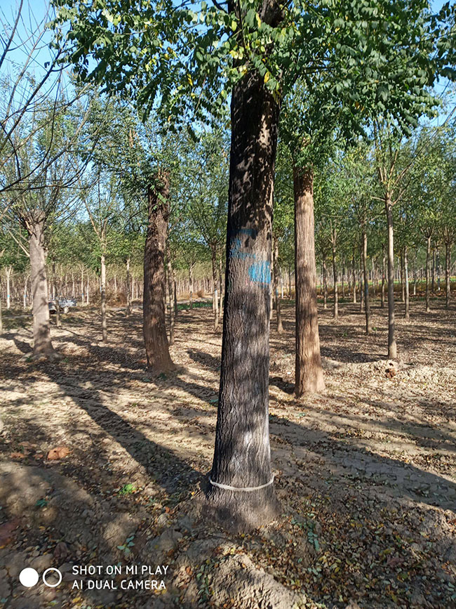现在栽什么树有前景?什么树长得快又值钱?