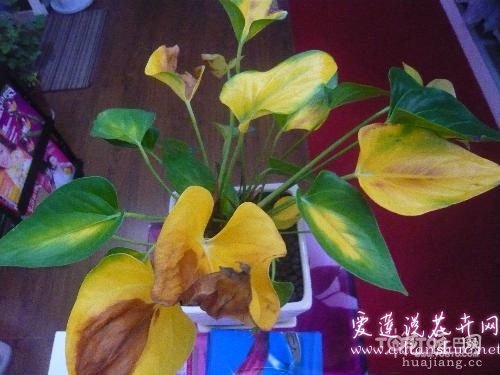 红掌叶子发黄怎么办 专家指点七大原因及解决方法