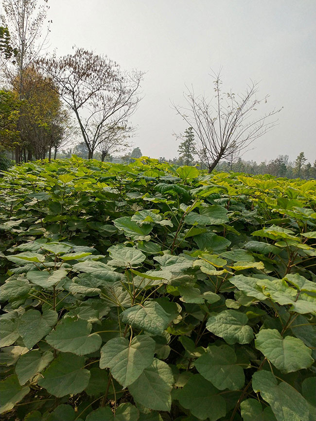 种植楸树有没有前景?楸树栽植前景如何?
