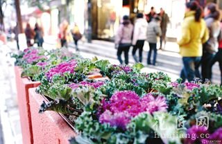 2015年值得种植的名特蔬菜品种