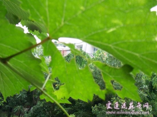 葡萄常见病害防治方法 http://www.ailianshuo.net 2014-05-14 作者: 爱莲说花卉网 葡