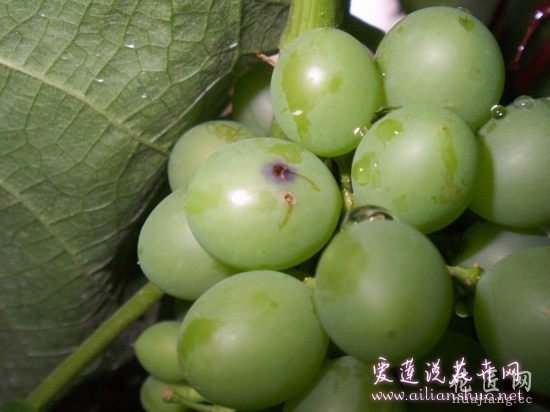 葡萄常见病害防治方法 http://www.ailianshuo.net 2014-05-14 作者: 爱莲说花卉网 葡