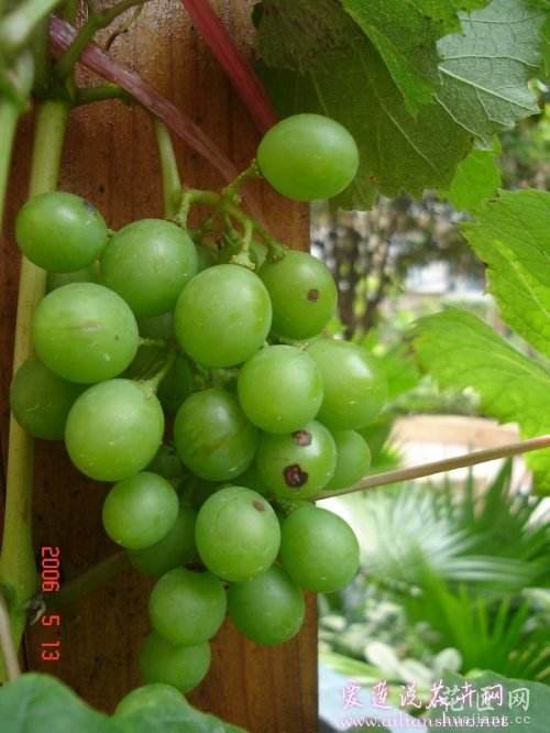 葡萄常见病害防治方法 http://www.ailianshuo.net 2014-05-14 作者: 爱莲说花卉网 葡