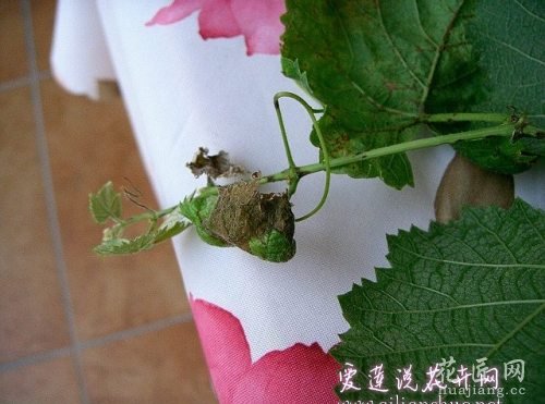葡萄常见病害防治方法 http://www.ailianshuo.net 2014-05-14 作者: 爱莲说花卉网 葡