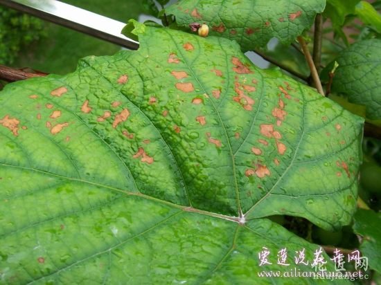 葡萄常见病害防治方法 http://www.ailianshuo.net 2014-05-14 作者: 爱莲说花卉网 葡