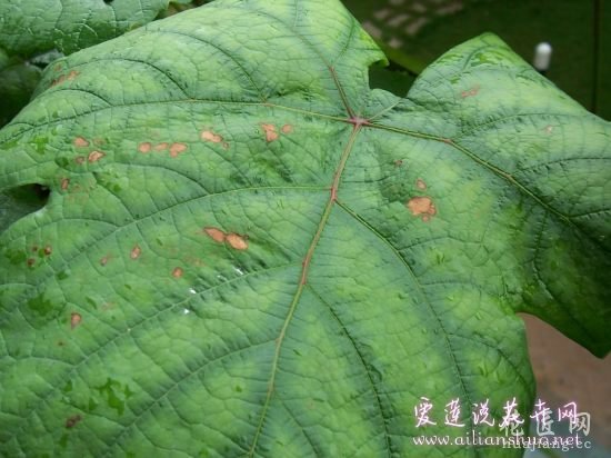葡萄常见病害防治方法 http://www.ailianshuo.net 2014-05-14 作者: 爱莲说花卉网 葡