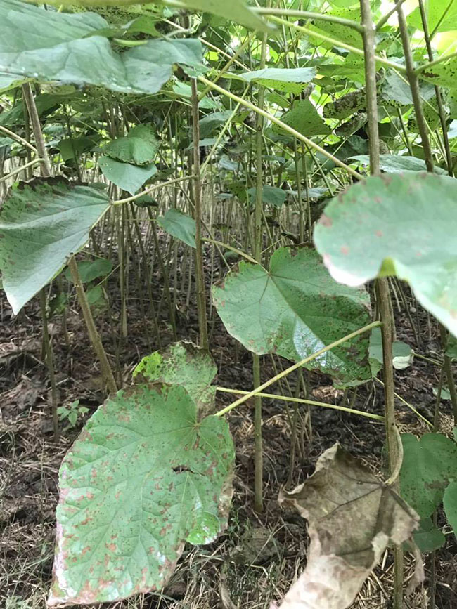 速生楸树多少年成材?楸树种植利润分析