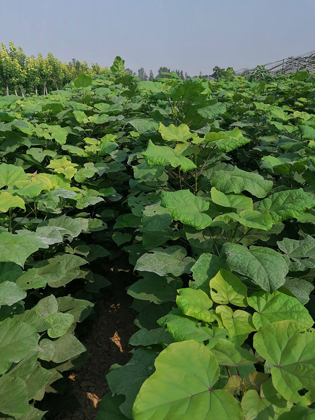 速生楸树多少年成材?楸树种植利润分析
