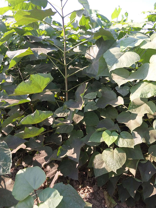 速生楸树多少年成材?楸树种植利润分析