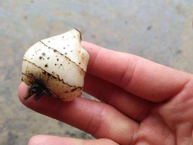 冰球子价格