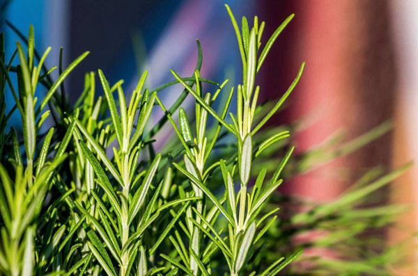 迷迭香种植前景怎么样？种一亩迷迭香的成本和利润