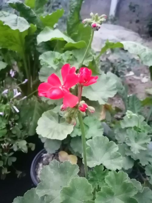 微信图片_20200603155335_副本.jpg