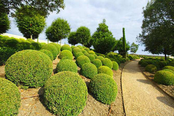 黄杨种植前景怎么样？黄杨树市场前景介绍