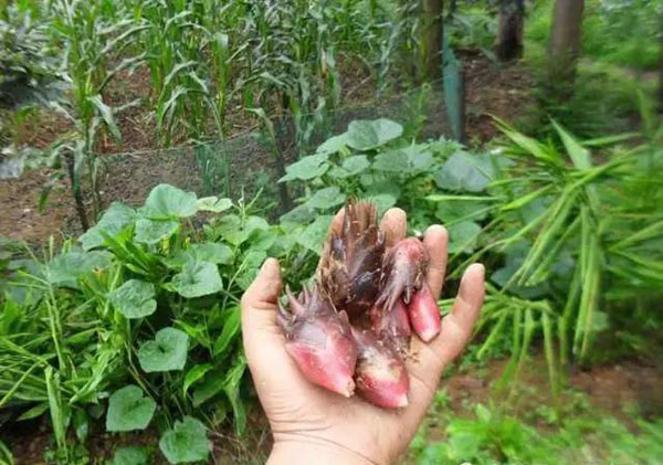 阳荷