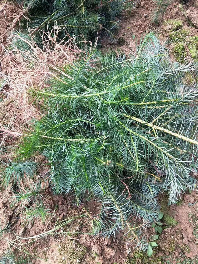 种植湿地松有前景吗?种植松树100亩利润