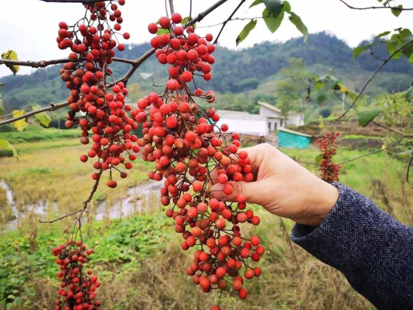 毛叶山桐子种植前景如何？种植山桐子能挣钱吗
