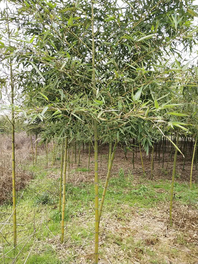 雷竹