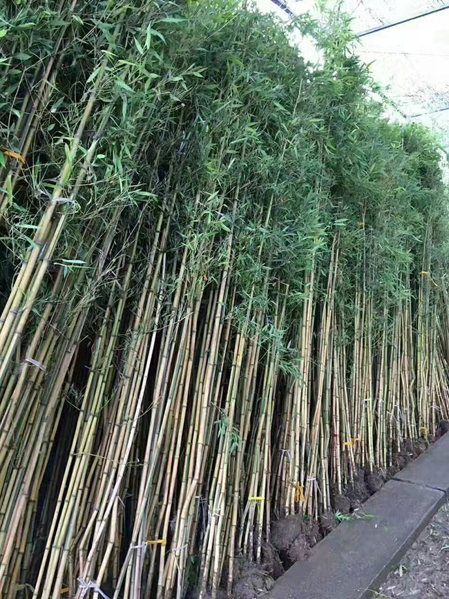 雷竹