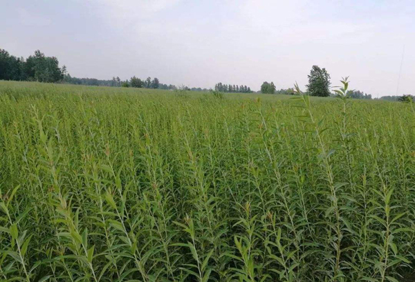 杞柳种植前景怎么样？杞柳种植经济效益