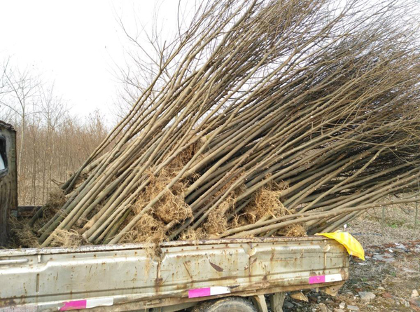 朴树市场前景怎么样？朴树种植前景分析