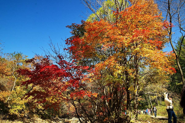 枫香树