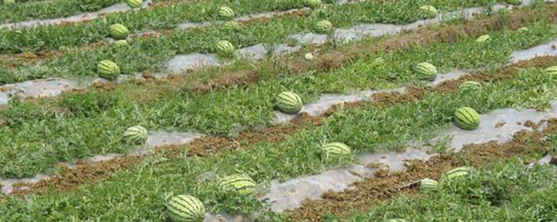 2022种植西瓜怎么样 2022种植西瓜怎么样