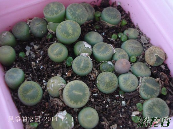 多肉播种那点事
