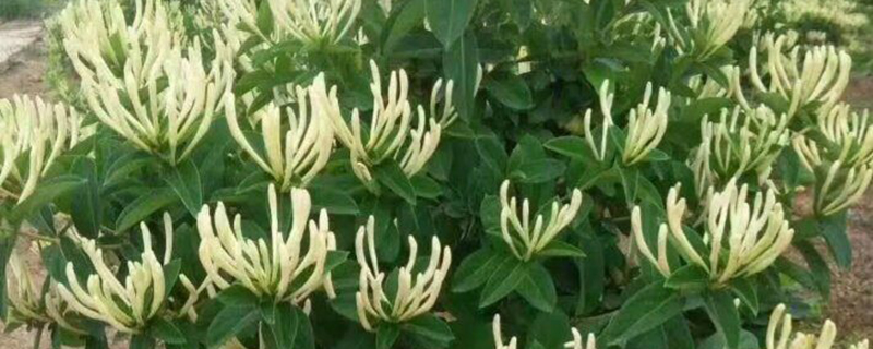 江苏金银花