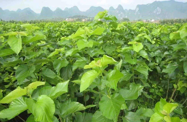 桑树种植前景好吗？种植桑树利润和风险