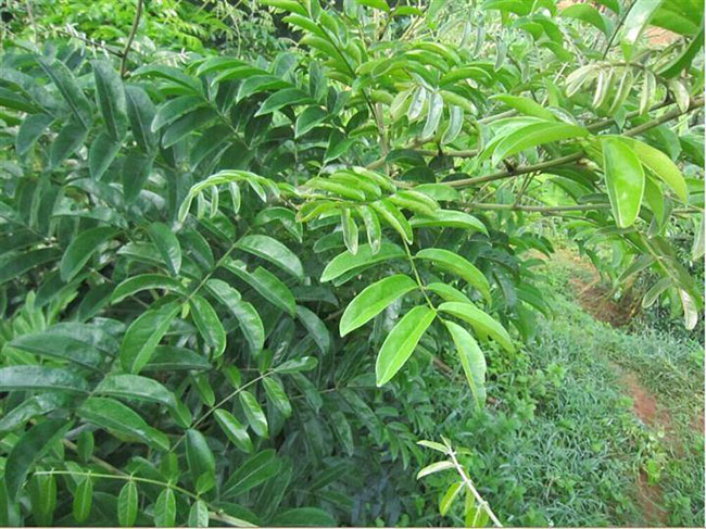 种植牛大力有前景吗?牛大力的市场前景分析