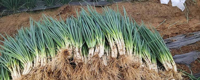2022香葱的种植前景分析 2022香葱的种植前景分析