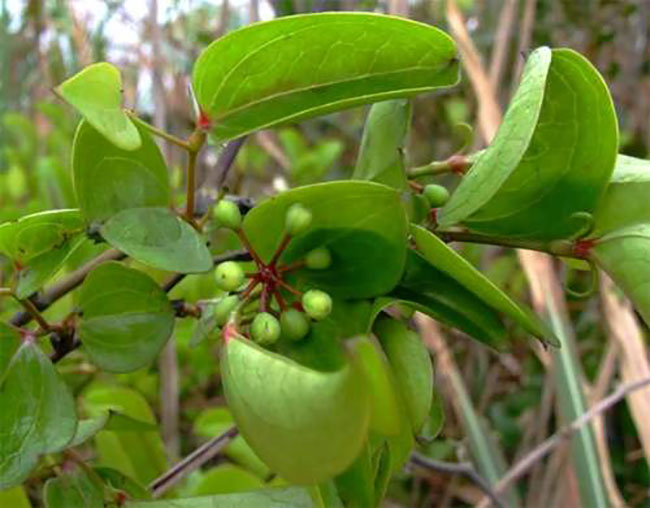 菝葜
