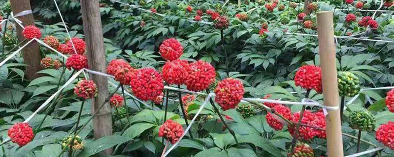 2022年种植三七能挣钱吗 2022年种植三七能挣钱吗