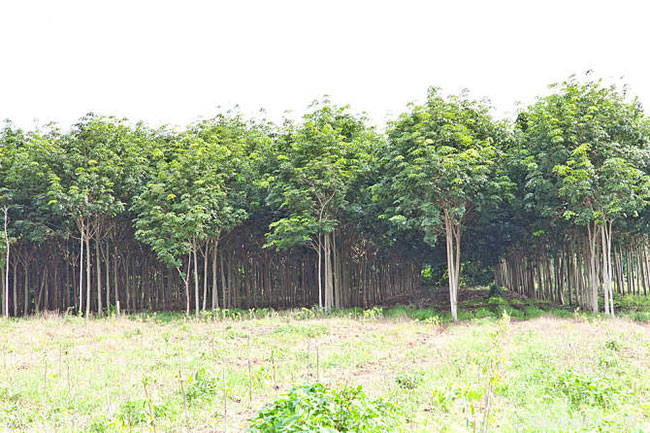 种植橡胶前景如何?橡胶树种植前景及利润