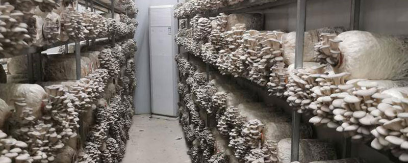 2022种植平菇大棚前景如何 2022种植平菇大棚前景如何