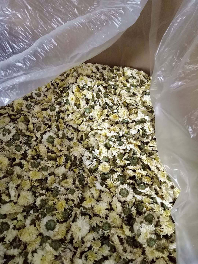 种植野菊花每亩利润多少钱?菊花种植前景以及利润