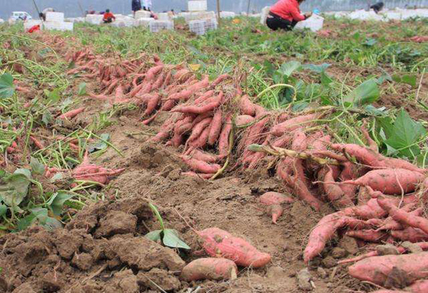 现在种植地瓜前景怎么样？2020年红薯种植效益分析
