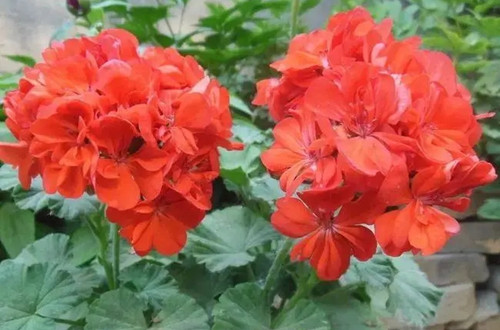 u=2294466848,1224999347&fm=253&fmt=auto&app=120&f=JPEG.webp_副本.jpg