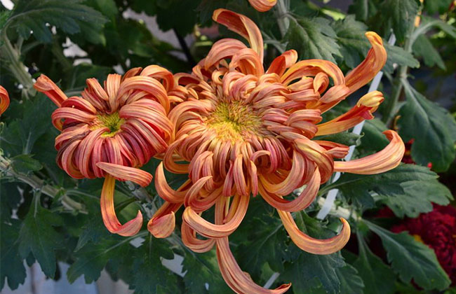 菊花的种植前景如何?种植观赏菊花每亩利润分析