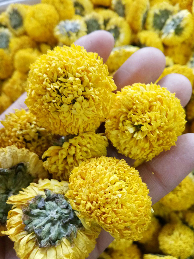 菊花的种植前景如何?种植观赏菊花每亩利润分析