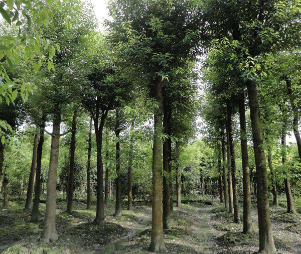 香樟树种植基地