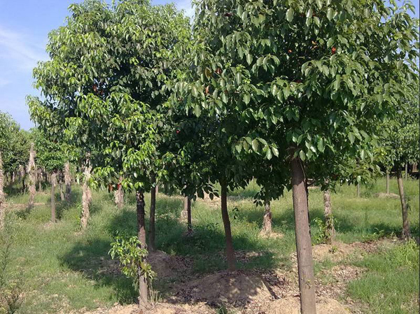 香樟树种植基地