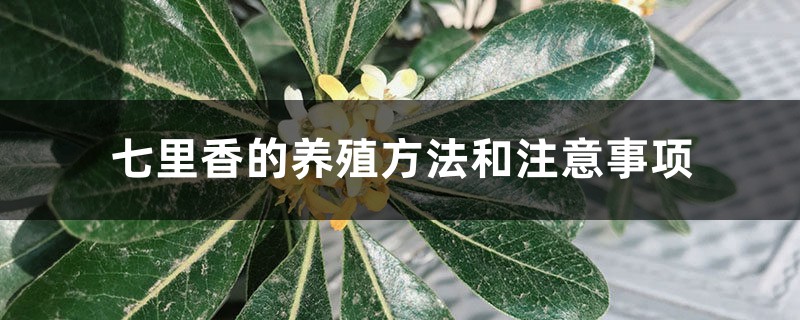 七里香的养殖方法和注意事项 七里香的养殖方法和注意事项