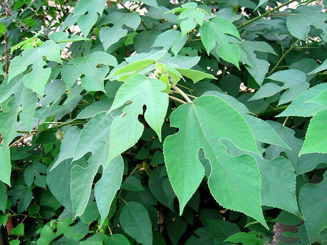 毛构树种植前景怎么样?构树适合什么地区种植?