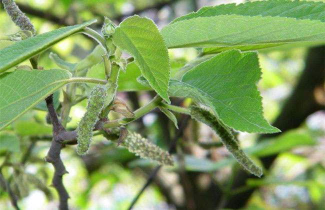 毛构树种植前景怎么样?构树适合什么地区种植?