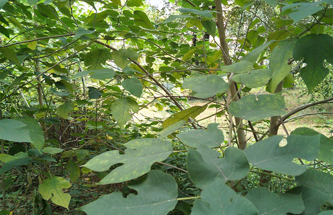毛构树种植前景怎么样?构树适合什么地区种植?